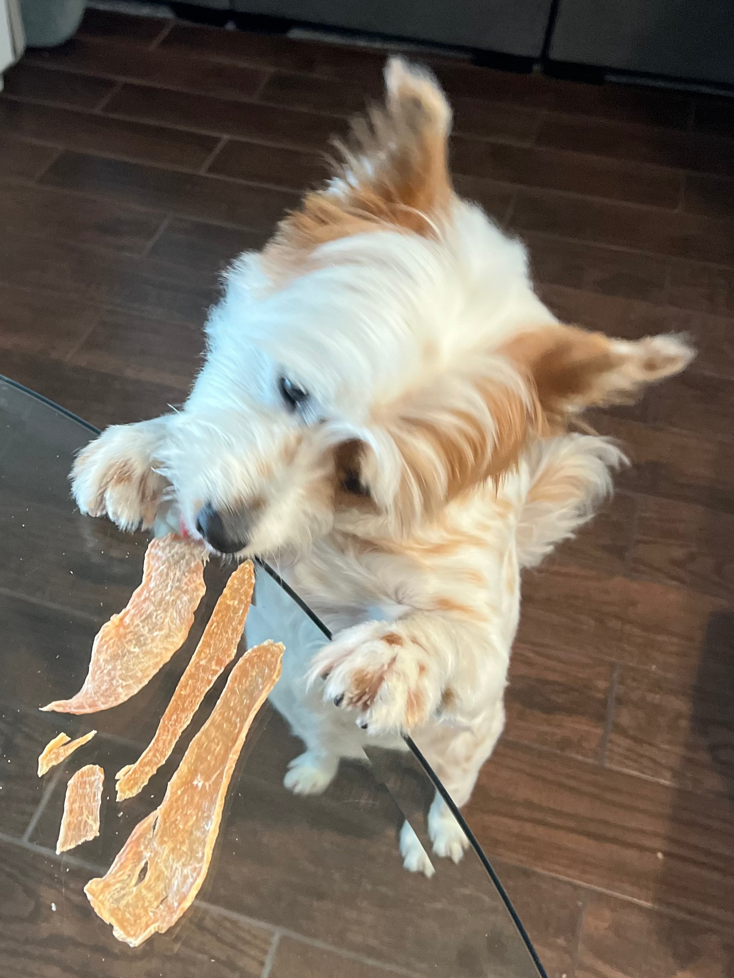 Luna balances on her hind legs, front paws on the table, determined to get to the Chicken Chips. She stretches her tongue out, slowly licking them closer, one sneaky inch at a time.