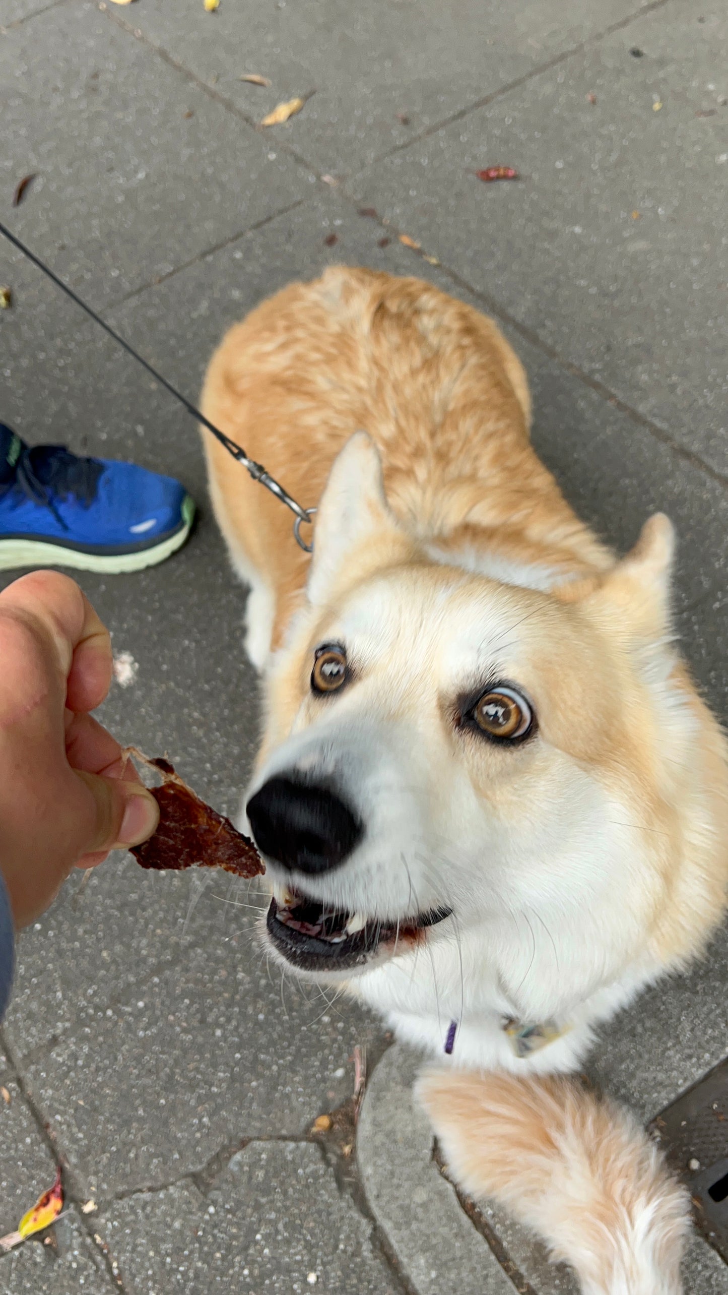 Venison Chips (ultra thin jerky)