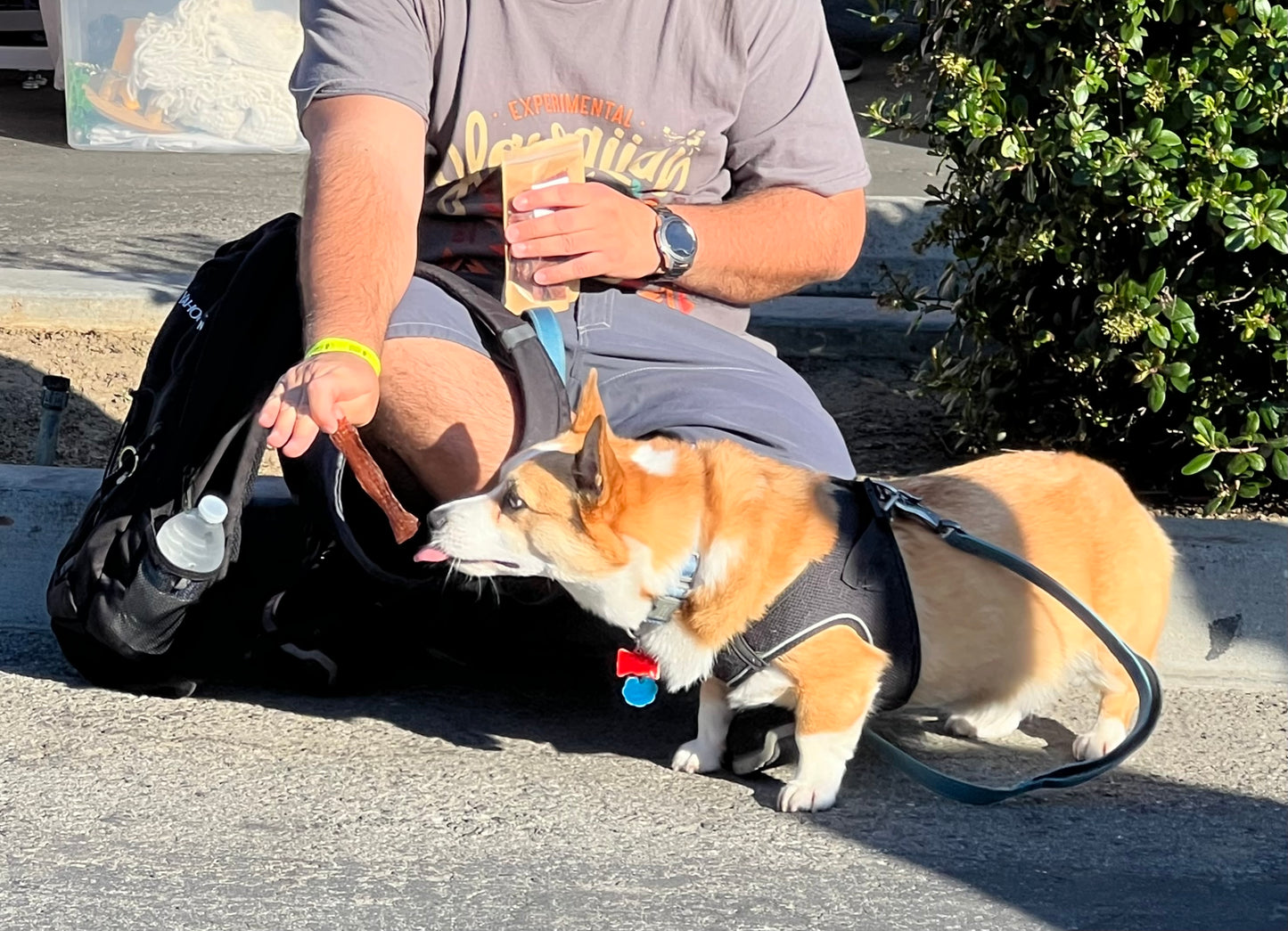 Venison Chips (ultra thin jerky)