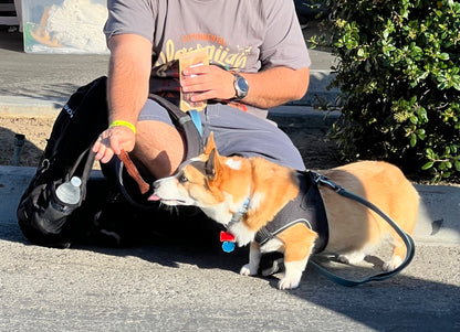 Venison Chips (ultra thin jerky)